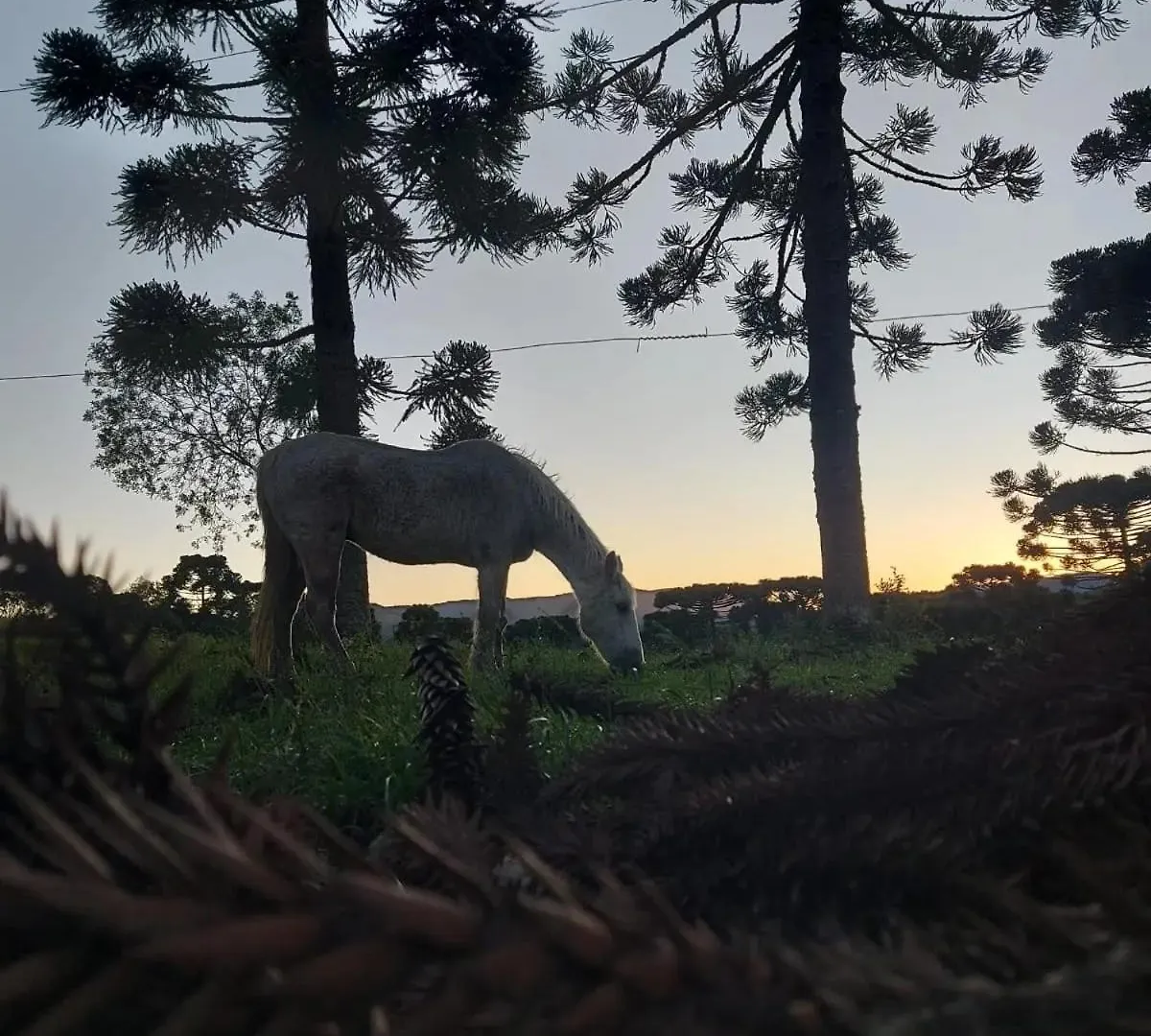 Pousada Recanto Das Araucarias Bocaina do Sul 게스트하우스